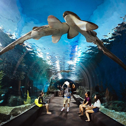 Plan a Tour to Pattaya Marine World For a Fun-filled Day Experience the fun-filled day at Pattaya Marine World with exciting marine life and thrilling shows